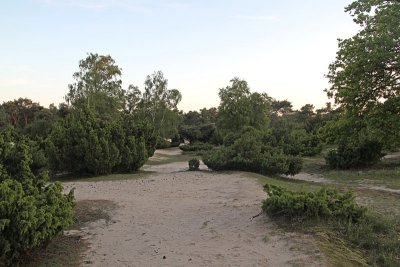 Juniperus communis - Jeneverbes