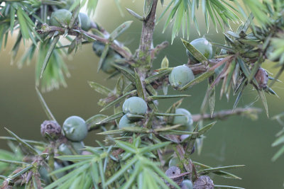Juniperus communis - Jeneverbes