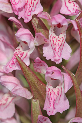Vleeskleurige orchis -Dactylorhiza incarnata subsp. incarnata