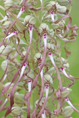 Himantoglossum hircinum - Bokkenorchis