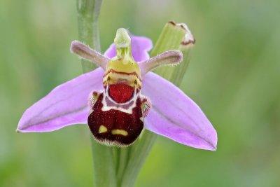 Ophrys apifera - Bijenorchis