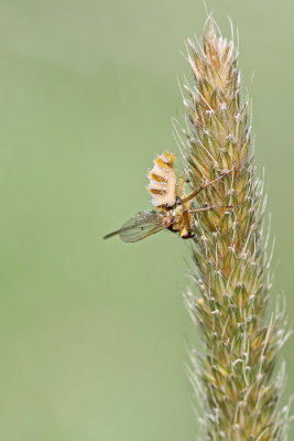 Entomophthora cf muscae - Vliegendodende schimmel