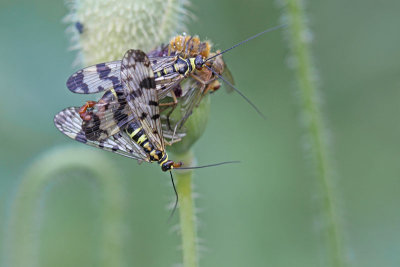 Schorpioenvliegen - Panorpa communis