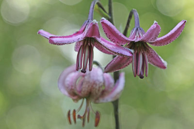 Lilium martagon - Turkse lelie