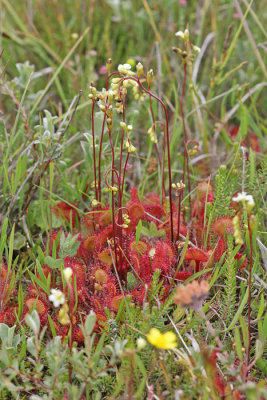 Drosera rotundifolia - Ronde zonnedauw