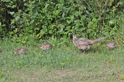 Moeder fazant met 3 kuikens