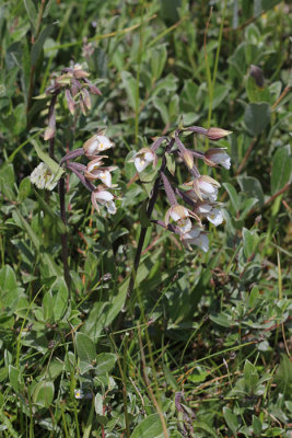 Epipactis palustris - Moeraswespenorchis