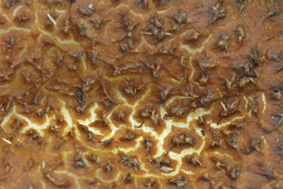 Detail ruitjesbovist - Calvatia utriformis