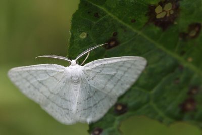 Witte grijsbandspanner