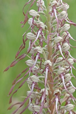 Himantoglossum hircinum - Bokkenorchis