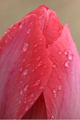 Tulp met regendruppels