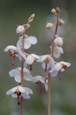 Pyrola rotundifolia - Rond wintergroen