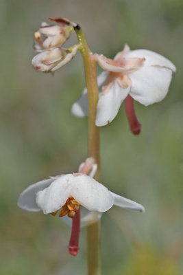 Pyrola rotundifolia - Rond wintergroen