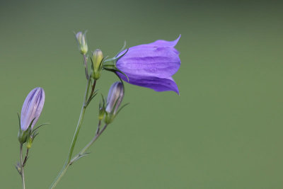 Campanula rotundifolia - Grasklokje