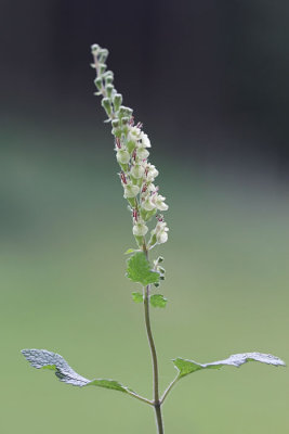 Teucrium scorodonia - Valse salie