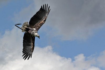 Afrikaanse zeearend - Haliaeetus vocifer