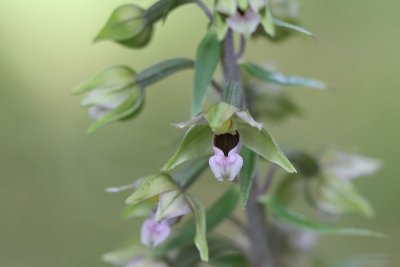 Epipactis helleborine subsp. helleborine - Brede wespenorchis
