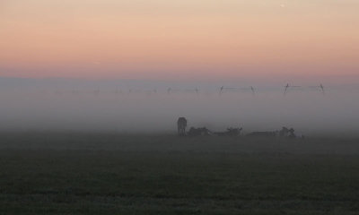 Koeien in de ochtendmist vlak voor zonsopkomst