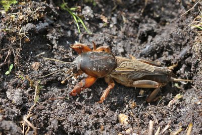 Veenmol - Gryllotalpa gryllotalpa