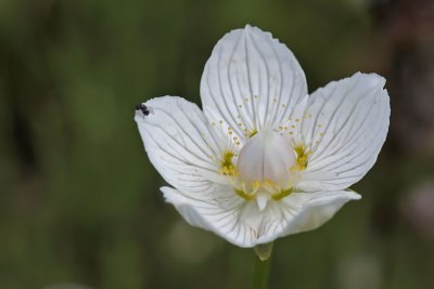 Parnissia palustris - Parnassia 