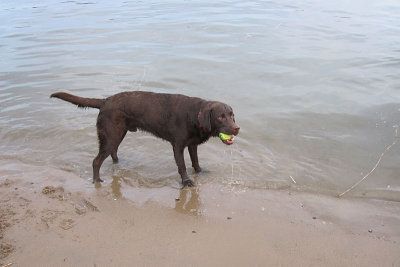 Bruine labrador op het strandje