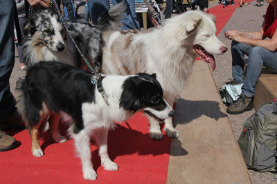 Australian shepherds (Aussie)
