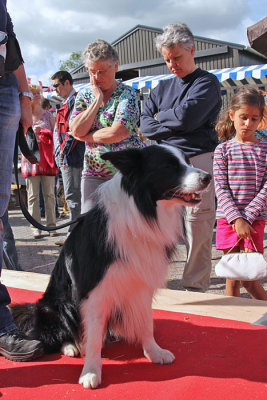 Border collie