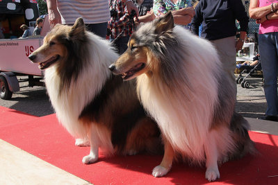 Schotse collies