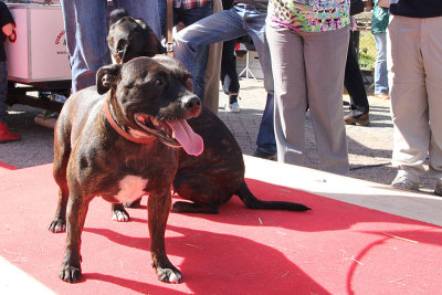 Staffordshire terrier
