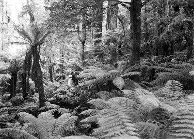 People amongst Ferns