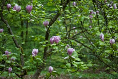 Magnolia
