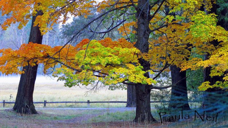 Valley tree Morning fog