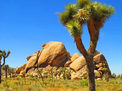 Joshua Tree