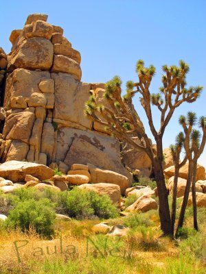 Joshua Tree