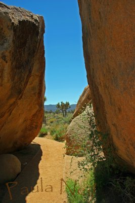 Joshua Tree