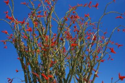 Joshua Tree