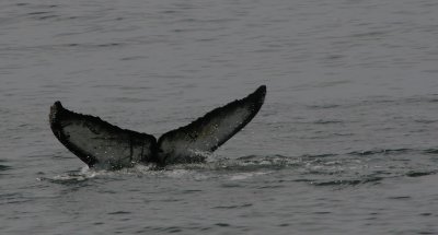 IMG_5209E.jpg