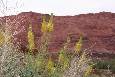 Colorado River