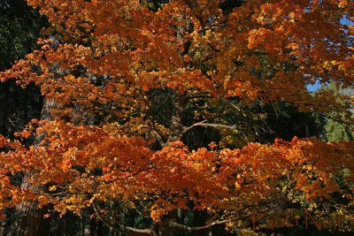 Valley Tree