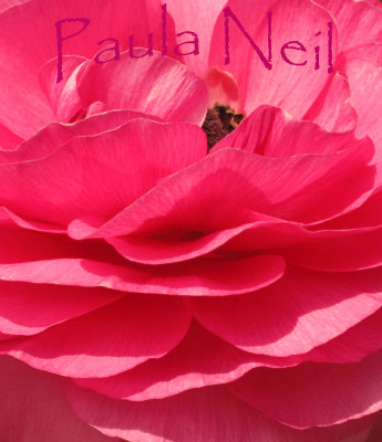 Pink Flower