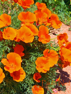 Poppys