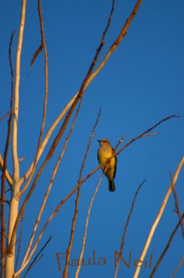 Tehachapi bird