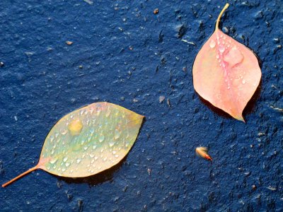 Wet leaf 2
