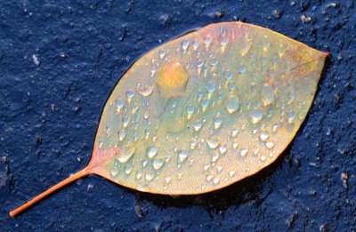 Wet  leaf