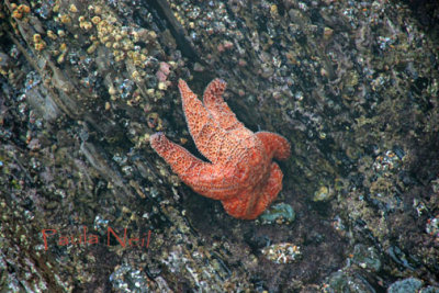 Crystal Starfish