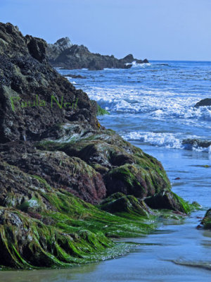 Rocky coastal seagrass