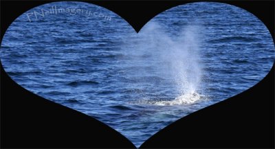 Whale Heart -14-FEB-2012