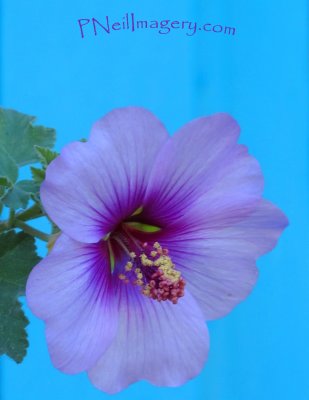 Flower on blue