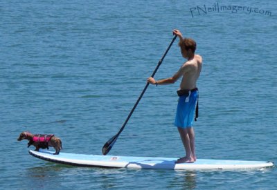 Dachshund on paddleboard