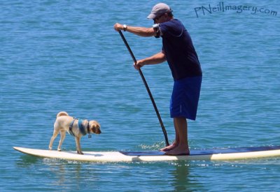 Puppy on paddleboard